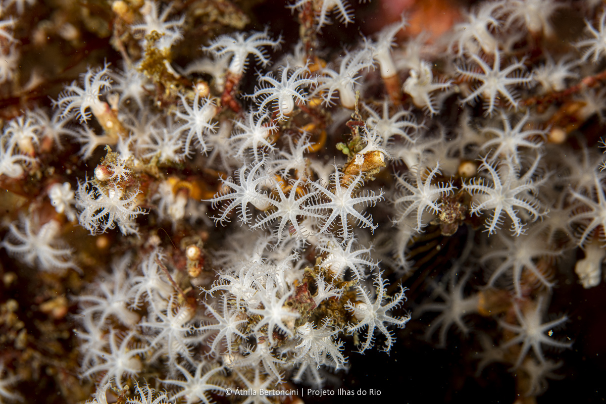 Snowflake_Coral